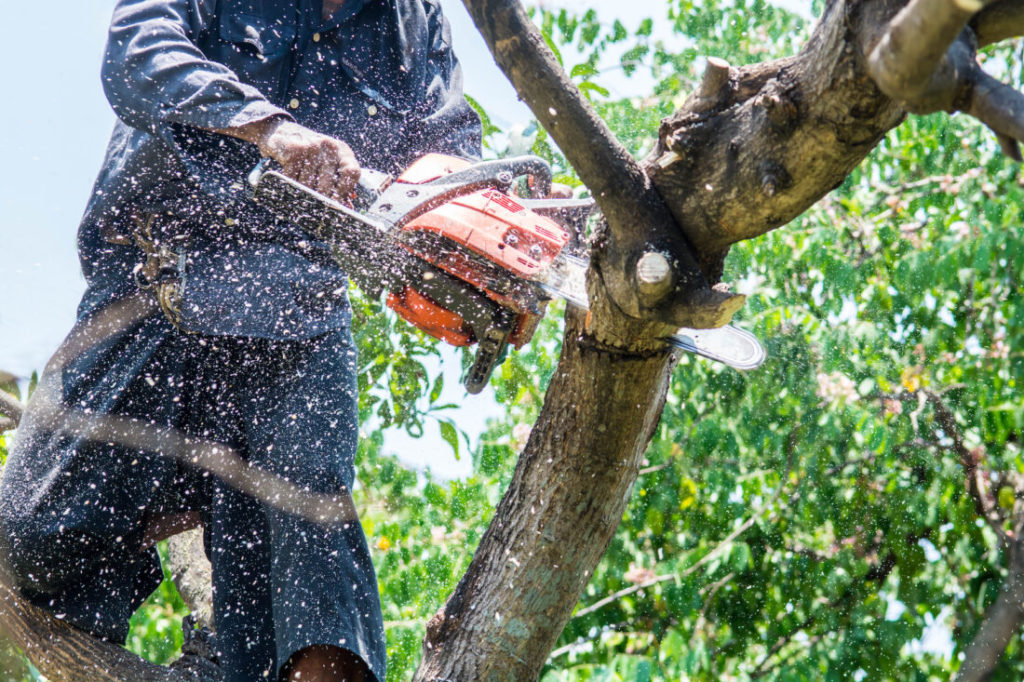 man chainsawing a branch
