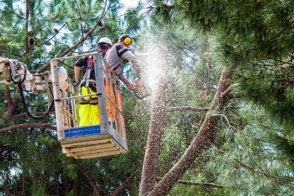 a couple of tree trimmers trim some branches.