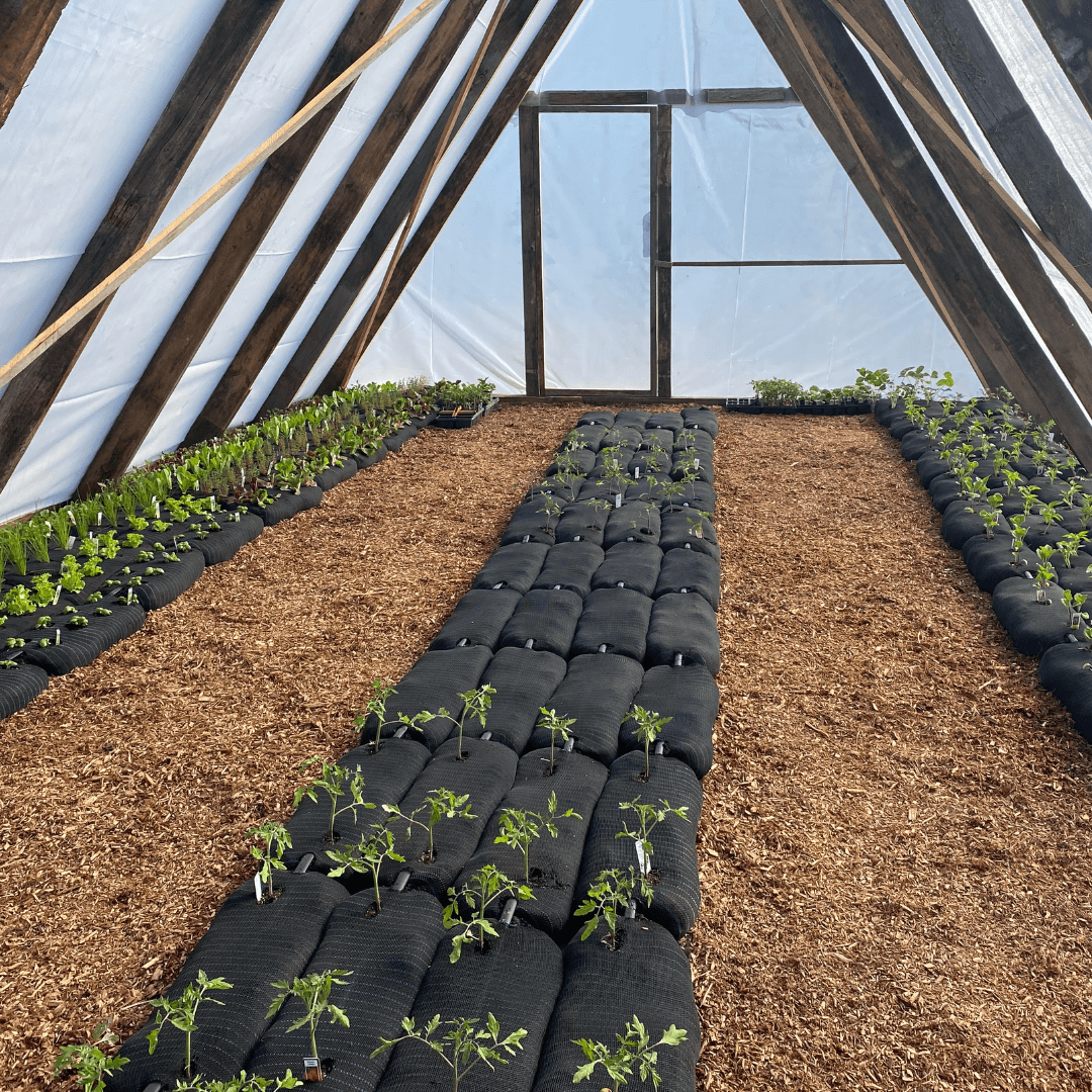 Sock & Grow - Image 7