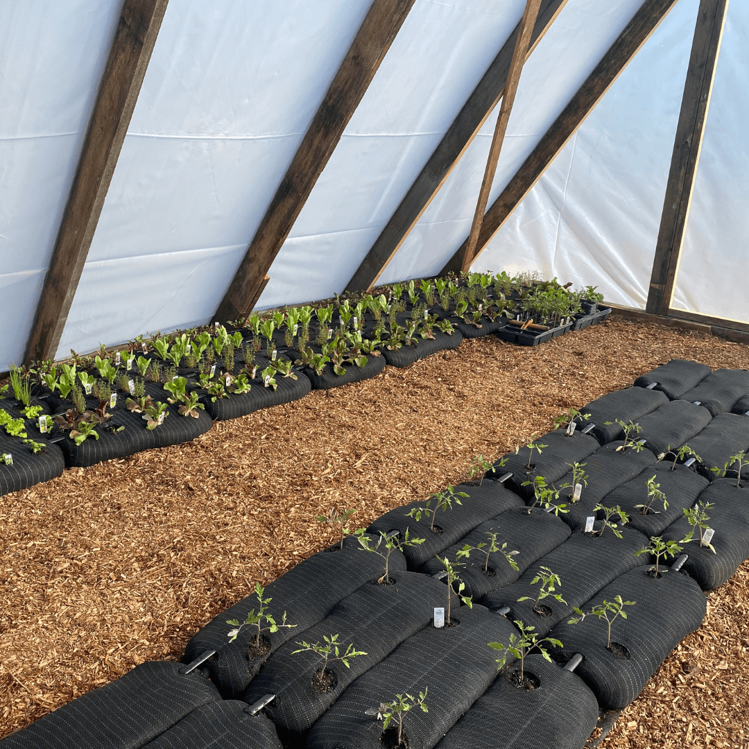 Sock & Grow - Image 6