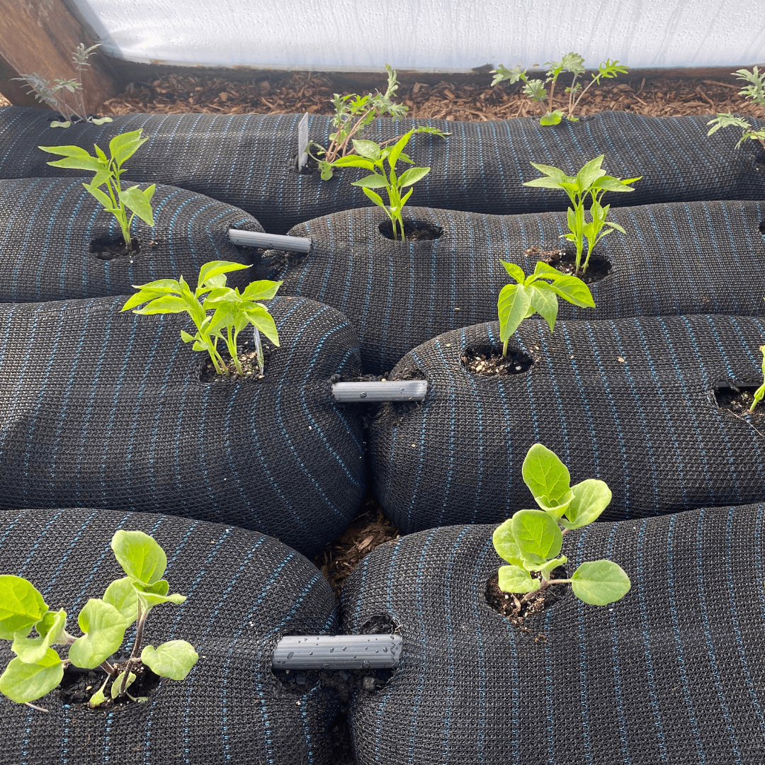 Sock & Grow - Image 4