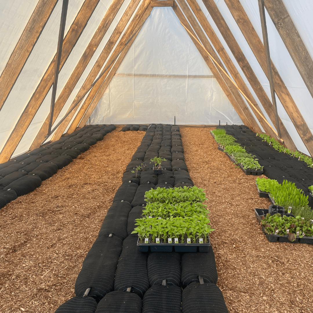 Sock & Grow - Image 3